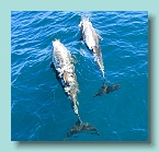 185_Great Keppel Dolphins